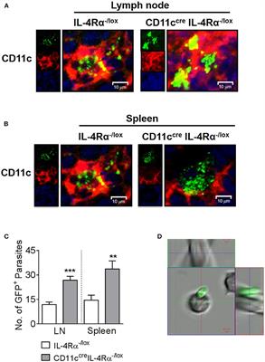 Inflammatory Dendritic Cells, Regulated by IL-4 Receptor Alpha Signaling, Control Replication, and Dissemination of Leishmania major in Mice